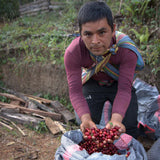 Micro-lot Pérou / Vista Hermosa BIO