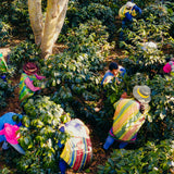 Micro-lot Pérou / Vista Hermosa BIO
